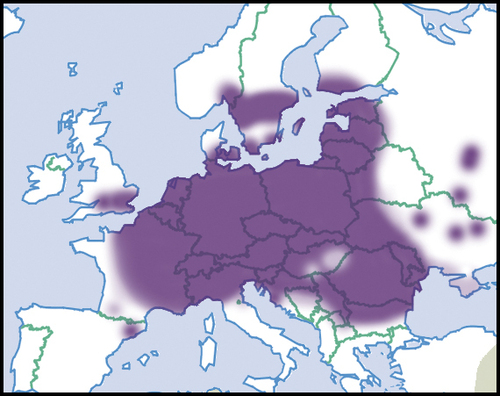 Vynuoginė sraigė nuotrauka