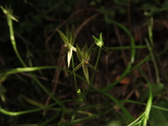 Miersia tenuiseta
