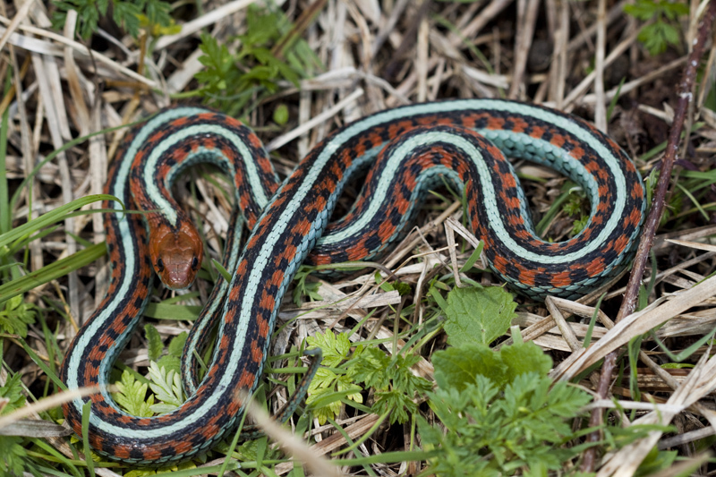 red sided garter snake territory