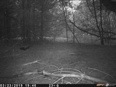 Sciurus carolinensis