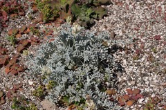 Astragalus miguelensis