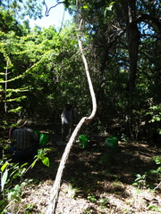 Combretum fruticosum