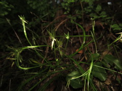 Miersia tenuiseta