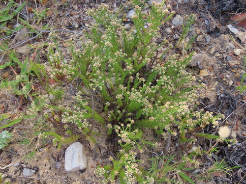 Image of Helichrysum niveum by (c) Adele SL, some rights reserved (CC BY)
