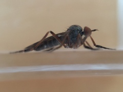 Rhamphomyia