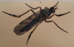 Rhamphomyia