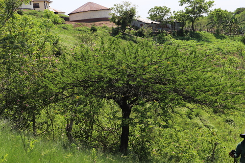 Image of Vachellia natalitia by (c) Suvarna Parbhoo Mohan, some rights reserved (CC BY-SA)