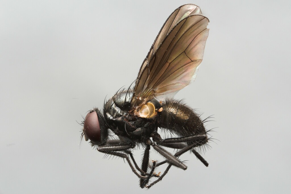 Hebecnema vespertina