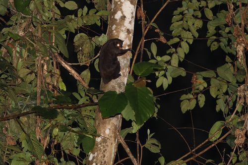 Black Flying Squirrel
