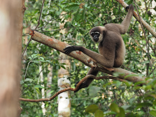 Bornean White-bearded Gibbon