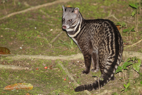 Malayan Civet