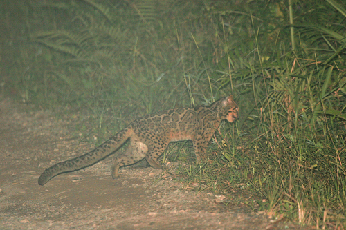 Marbled Cat (Pardofelis marmorata)