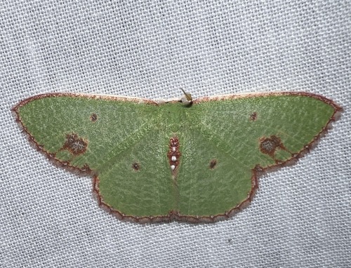 Euproutia