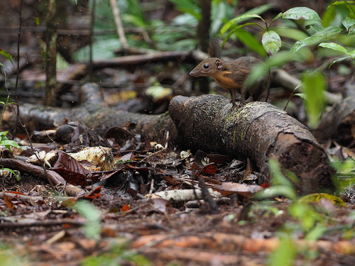 Southern Long-footed Treeshrew