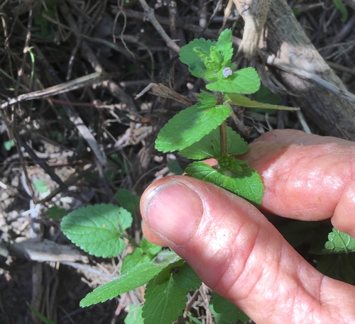 Hortelã-das-raças (Stachys arvensis)