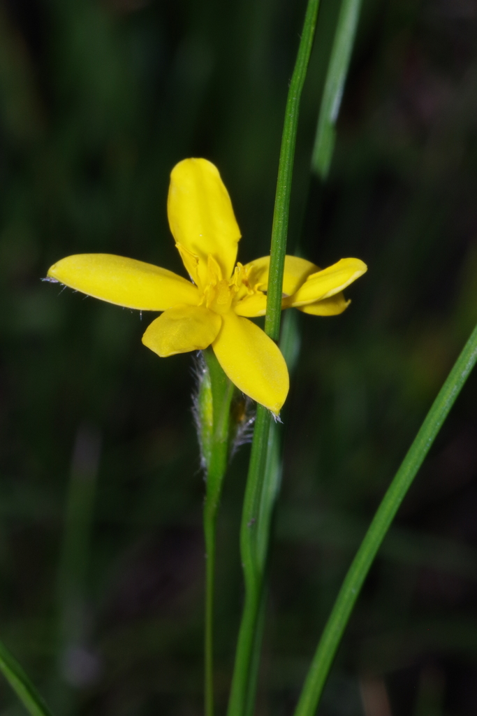 Fine Stargrass