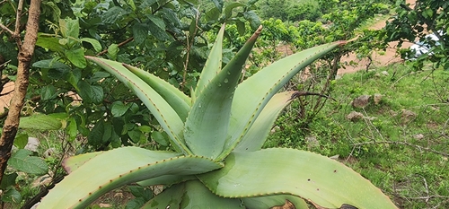 Image of Aloe candelabrum by (c) Suvarna Parbhoo Mohan, some rights reserved (CC BY-SA)