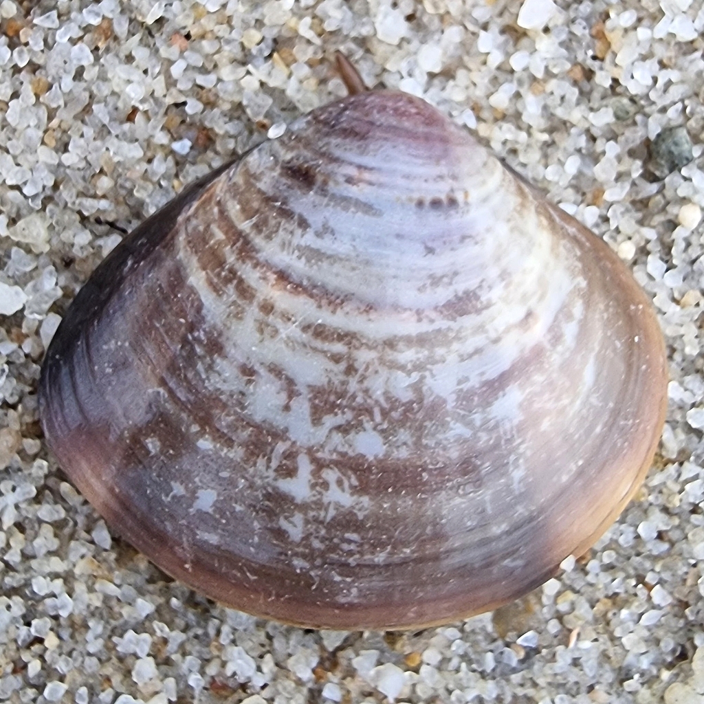 Asian Hard Clam