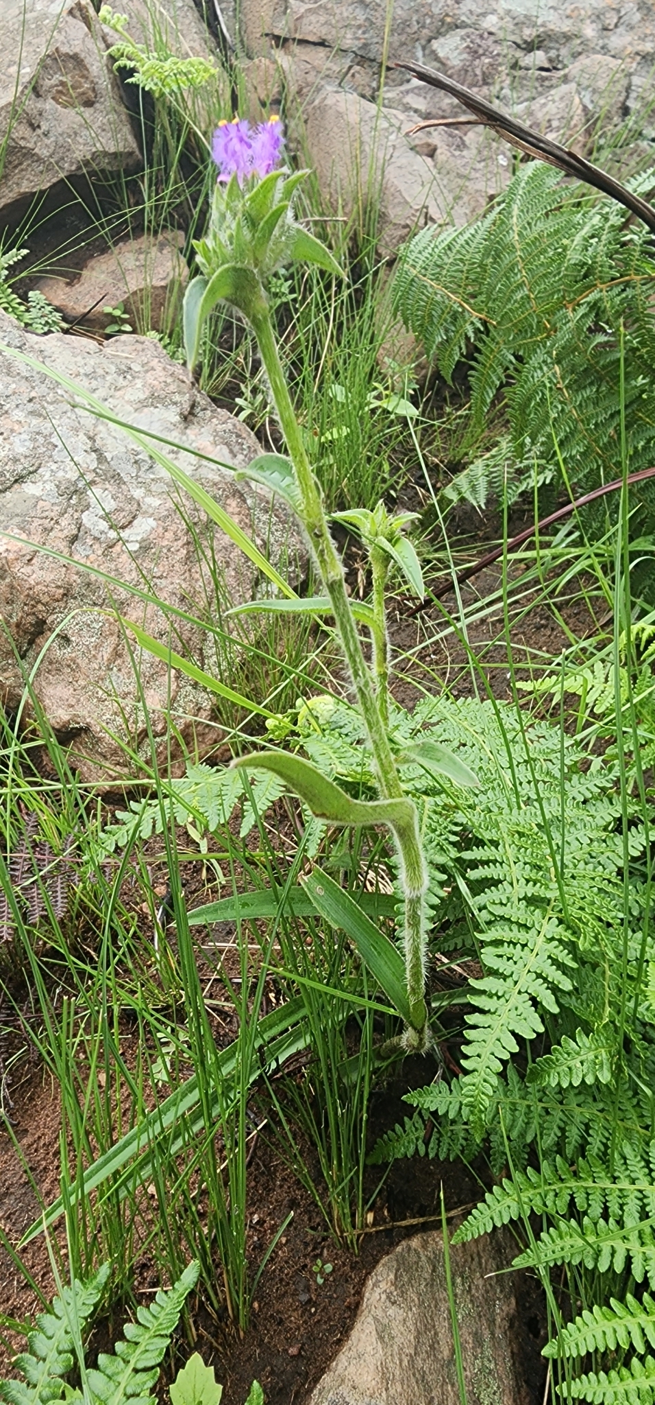 Cyanotis robusta