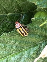 Disonycha spilotrachela