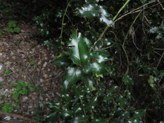 Citronella mucronata