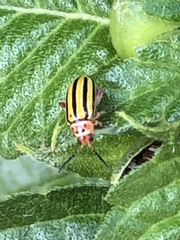 Disonycha spilotrachela