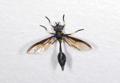 Salpingogaster nigra