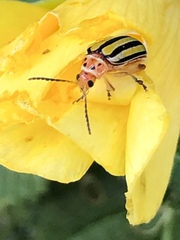 Disonycha spilotrachela