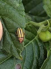 Disonycha spilotrachela