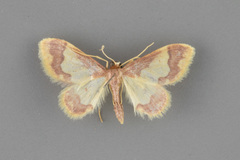 Idaea basinta