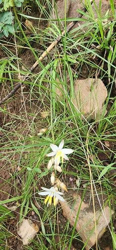 Image of Chlorophytum saundersiae by (c) Suvarna Parbhoo Mohan, some rights reserved (CC BY-SA)