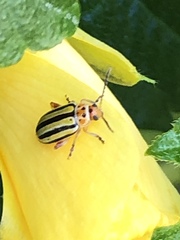 Disonycha spilotrachela