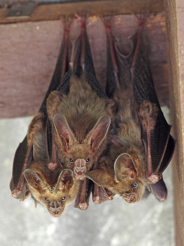 Lesser False Vampire Bat