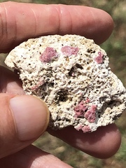 Homotrema rubrum