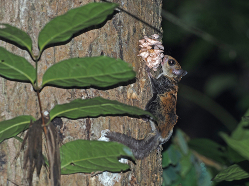 Red-cheeked Flying Squirrel