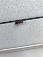 Spilichneumon