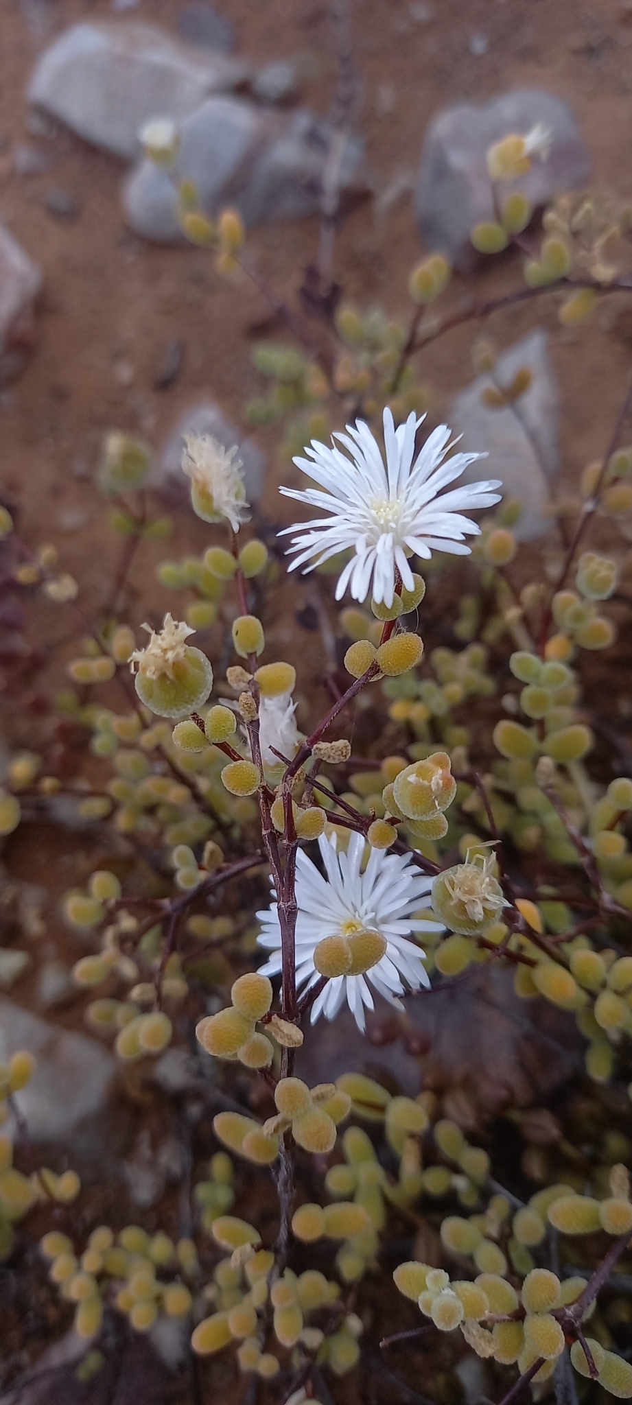 Snow Dewfig (Drosanthemum albiflorum)