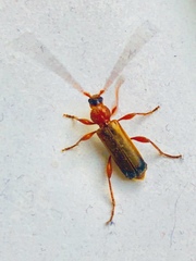 Phymatodes testaceus
