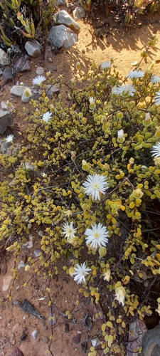Image of Snow Dewfig (Drosanthemum albiflorum) by (c) kevin koen, some rights reserved (CC BY-SA)