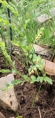 Clutia cordata (Clutia cordata)