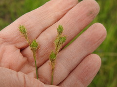 Carex festucacea