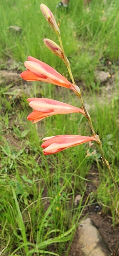 Image of Tritonia disticha by (c) Suvarna Parbhoo Mohan, some rights reserved (CC BY-SA)