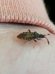 Strobilotoma typhaecornis