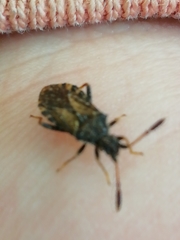 Strobilotoma typhaecornis