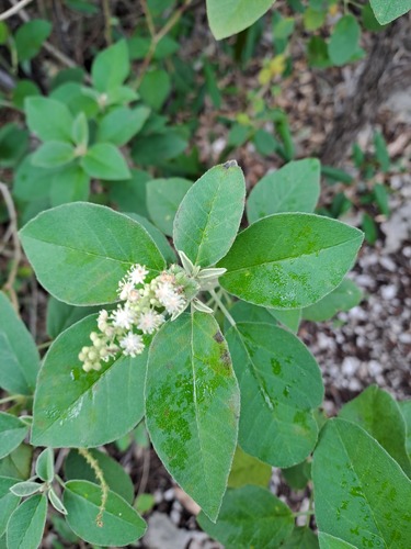 Croton conduplicatus