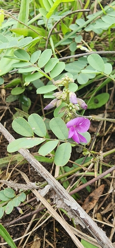 Image of Abrus laevigatus by (c) Suvarna Parbhoo Mohan, some rights reserved (CC BY-SA)