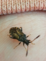 Strobilotoma typhaecornis