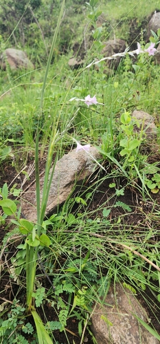 Image of Dierama argyreum by (c) Suvarna Parbhoo Mohan, some rights reserved (CC BY-SA)