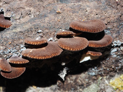 Crepidotus fuscovelutinus