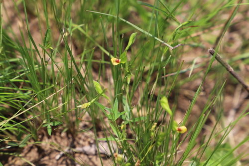 Image of Zornia capensis by (c) Suvarna Parbhoo Mohan, some rights reserved (CC BY-SA)